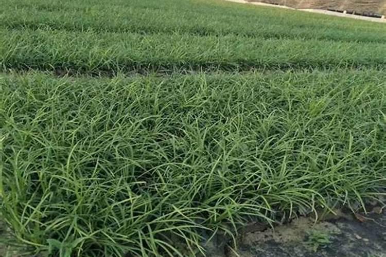 麦冬什么时候喷施氮磷钾叶面肥