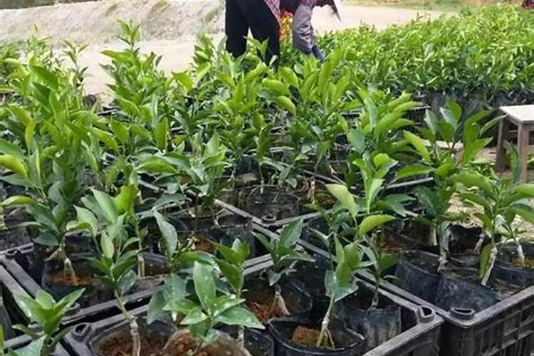 榴莲发芽的栽培