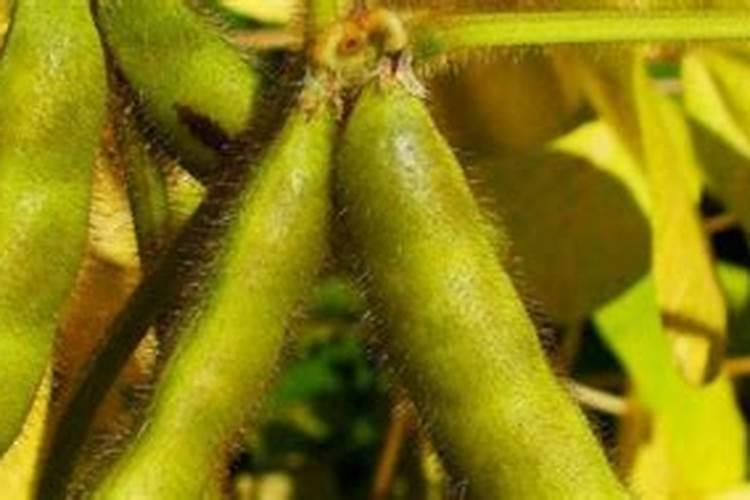 发酵后的黄豆怎么使用肥料