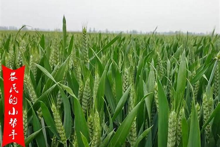 小麦叶面肥什么时候打效果好