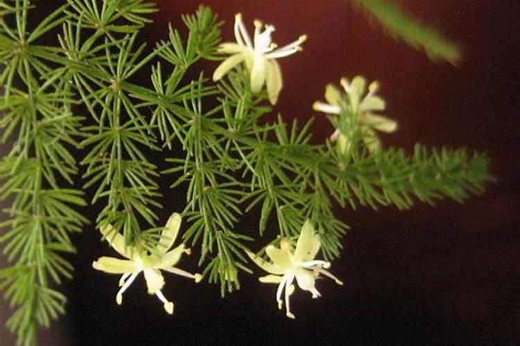 文竹为什么会开花