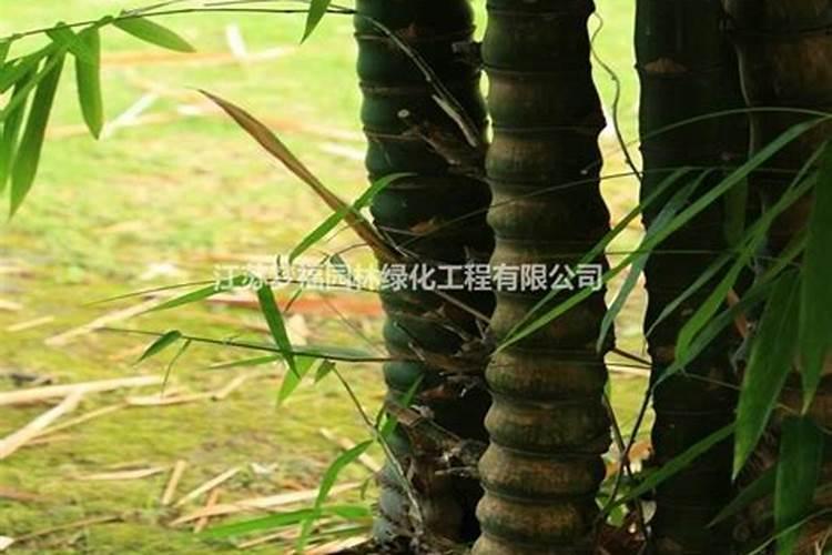 罗汉竹的养殖方法