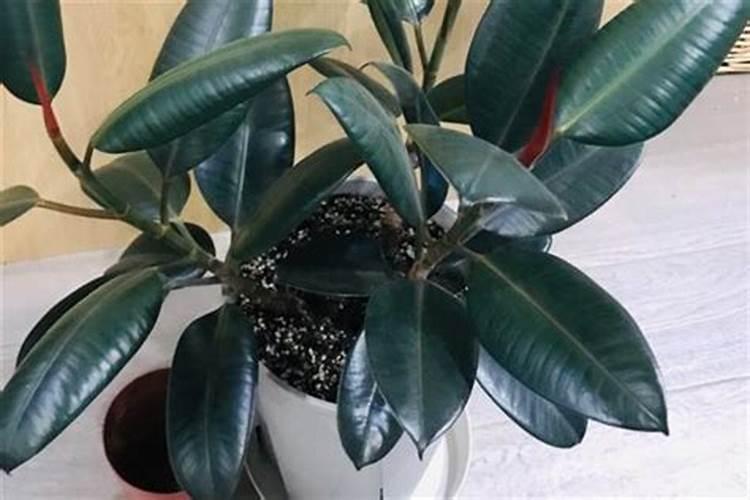 黑金刚橡皮树施什么肥？有没有网友晓得？