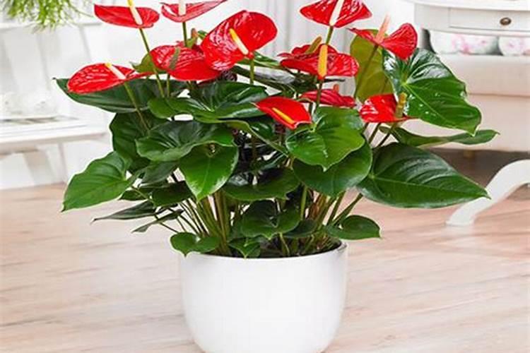 让花叶子更绿的偏方,植物变绿小妙招