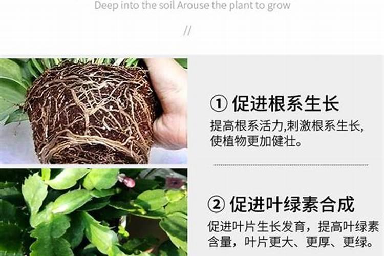 蟹爪兰长芽如何施肥长得又厚又翠绿