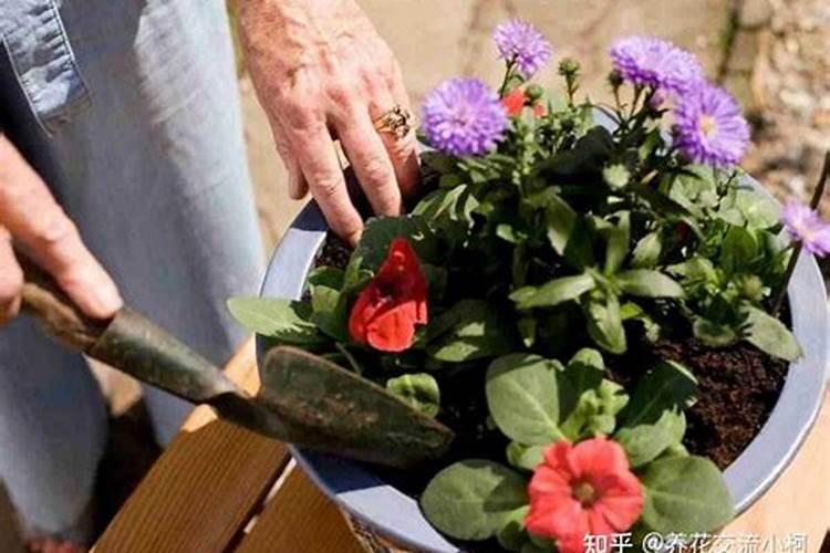 20里米花盆加施磷钾肥多少才好