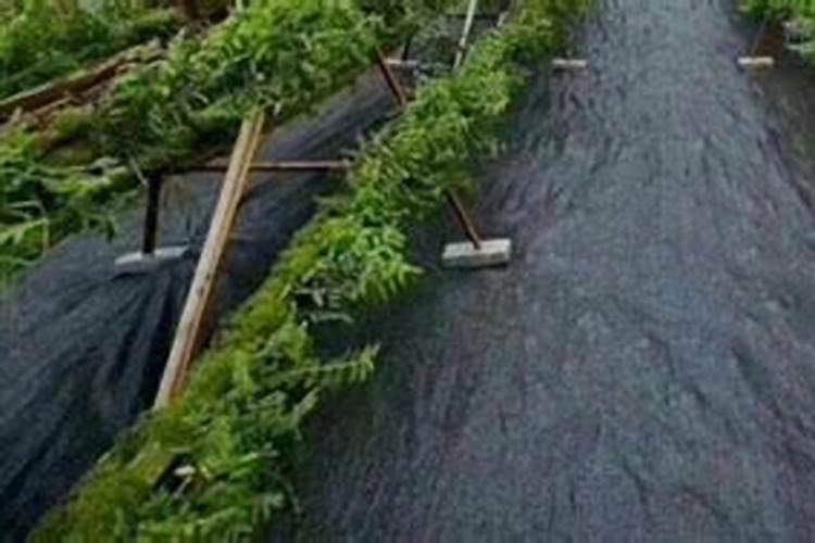 硼肥在什么时候喷施好