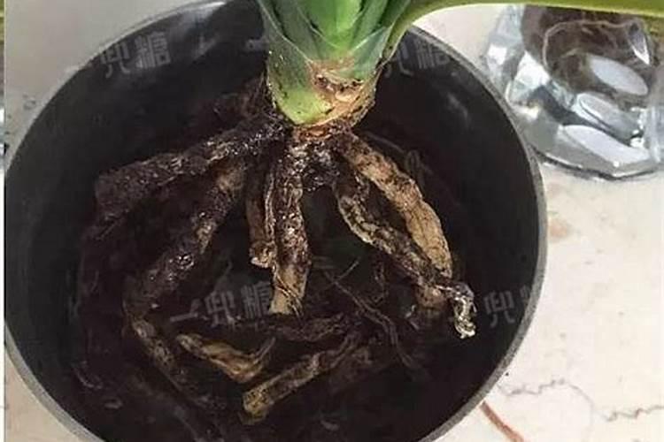 怎么样让君子兰开花 求高人指点