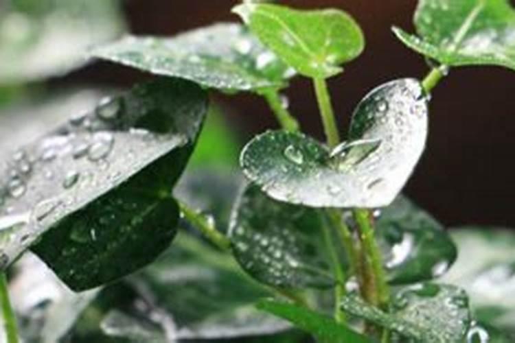 四川汉源黄果柑橘开花期可以施药吗？