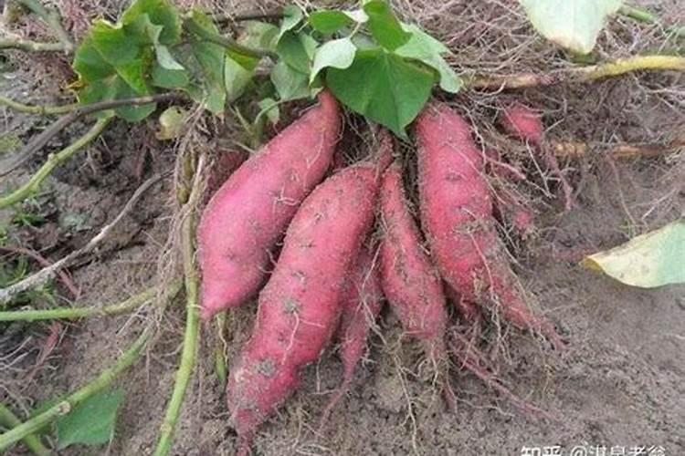 种大葱用什么肥料,肥料用多了怎么办