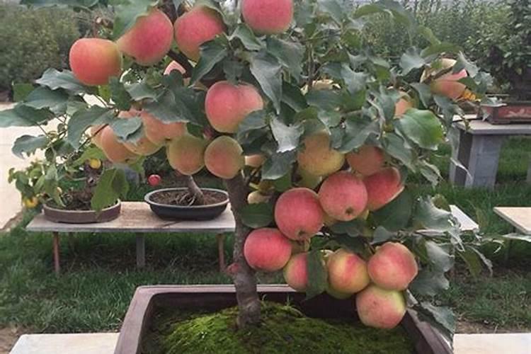 洛川能栽望香红苹果树吗？