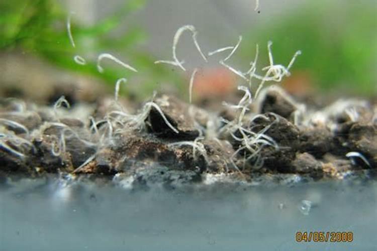 施什么肥可以促进植物生长、给植物施肥的注意事项