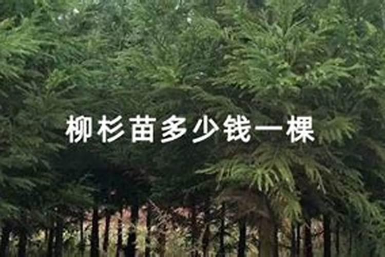 柳杉的栽培技术