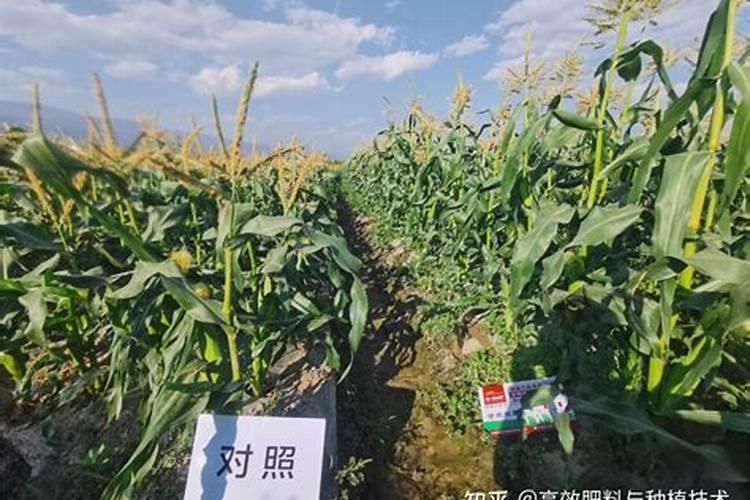 小麦草都有哪些营养素？
