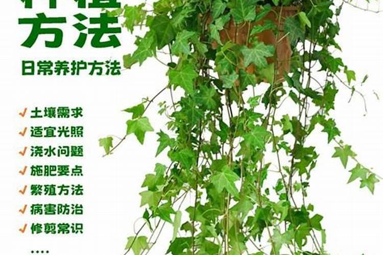 如何养植常青藤花植物？