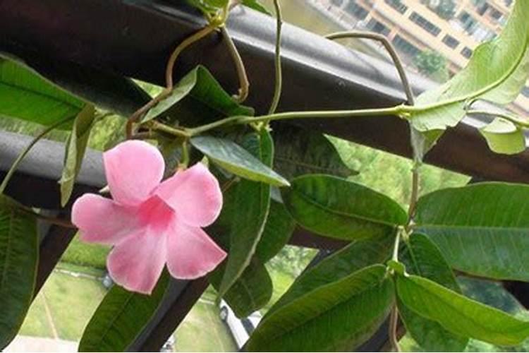 瓜果蔬菜喷施叶面肥有什么作用？