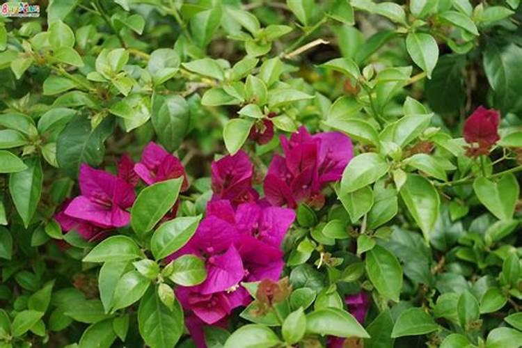 月季花施肥需要注意什么