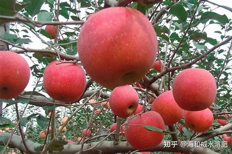 防治苹果苦痘病最好的肥料