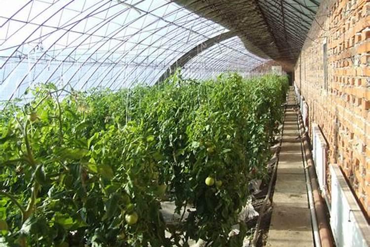 柿子树结柿子后用什么肥料膨果？