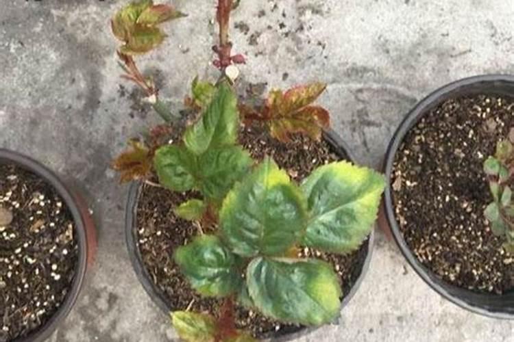 种油菜籽施什么肥料最好？