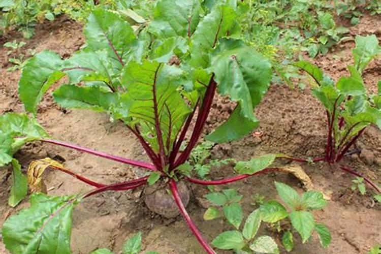 什么氮肥甜菜施用什么氮肥