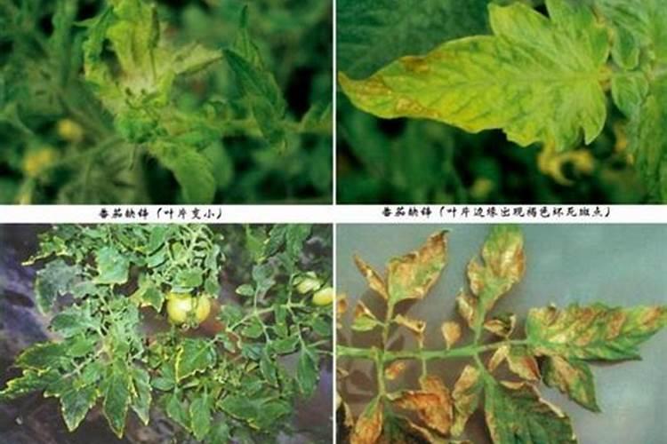 番茄出现了黄叶,有哪些病害需要注意呢？