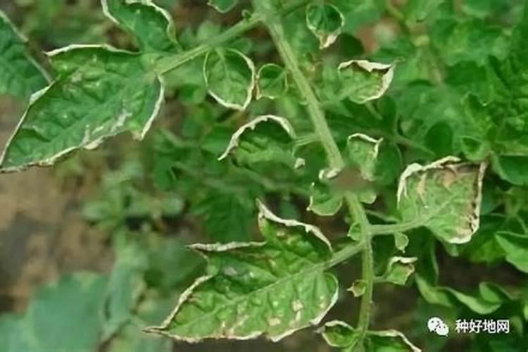 如何防治番茄缺钾？