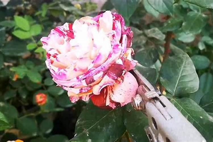月季花苞期施什么肥