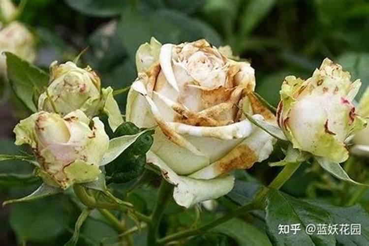 月季有花苞能施肥吗？