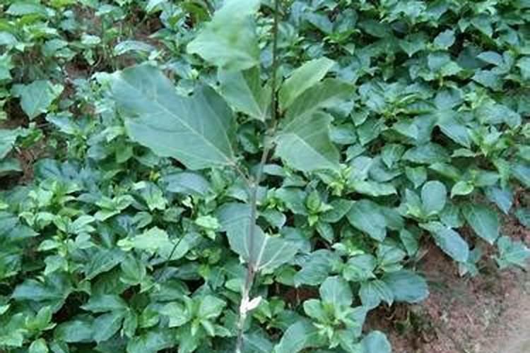 小麦打几遍芸苔素
