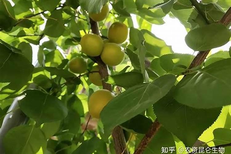 水稻田氰氟草脂能和农药一起打吗