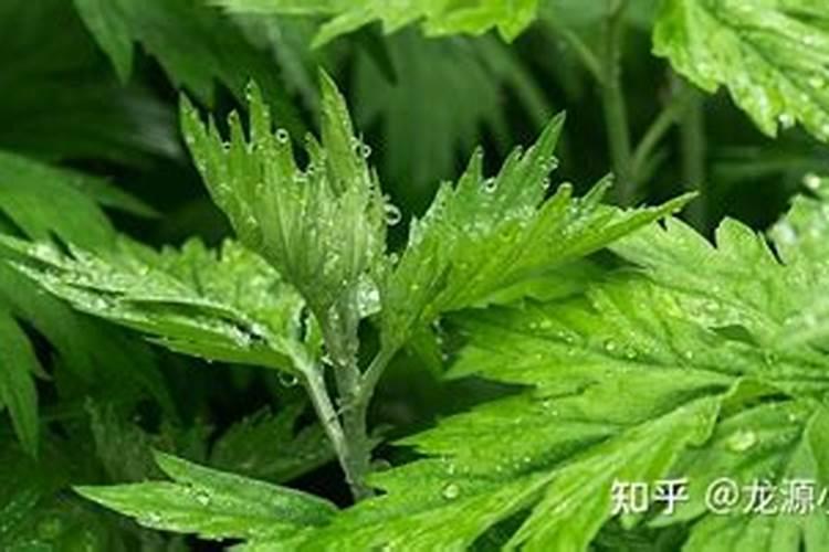 花施氮磷钾肥使用方法