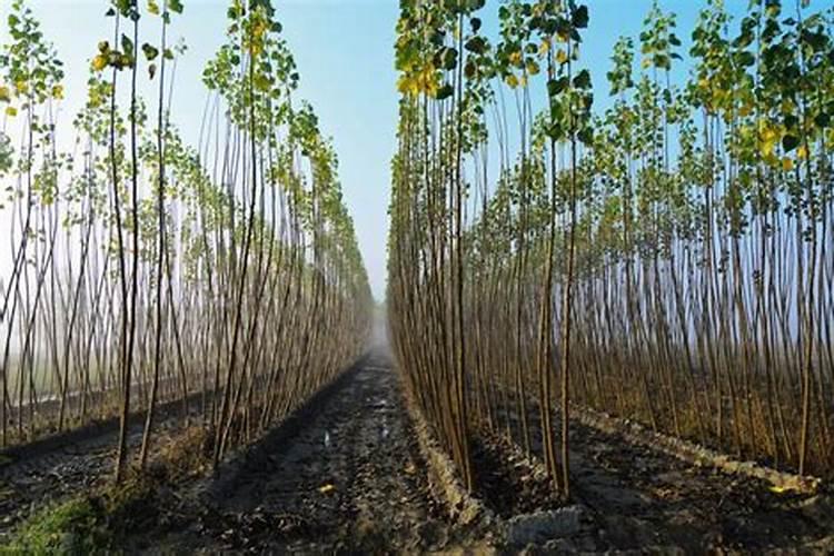 兰草花用什么肥料最好 兰花施什么肥料才能开花