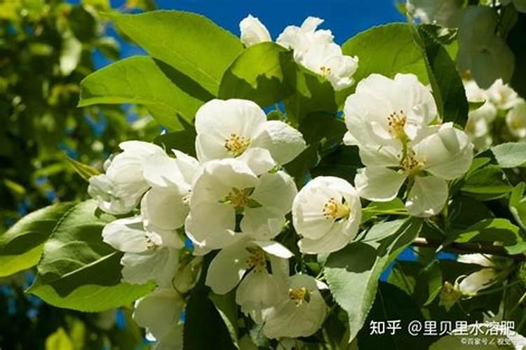 天脊硝酸磷肥肥效多久