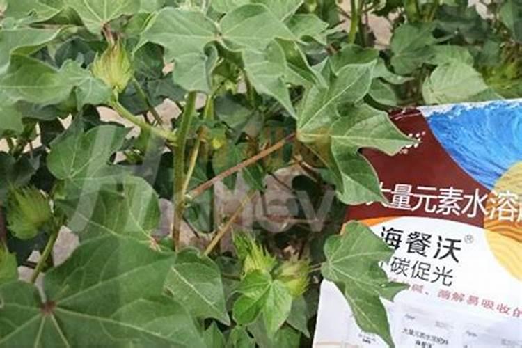 好点的葡萄叶面肥有哪些