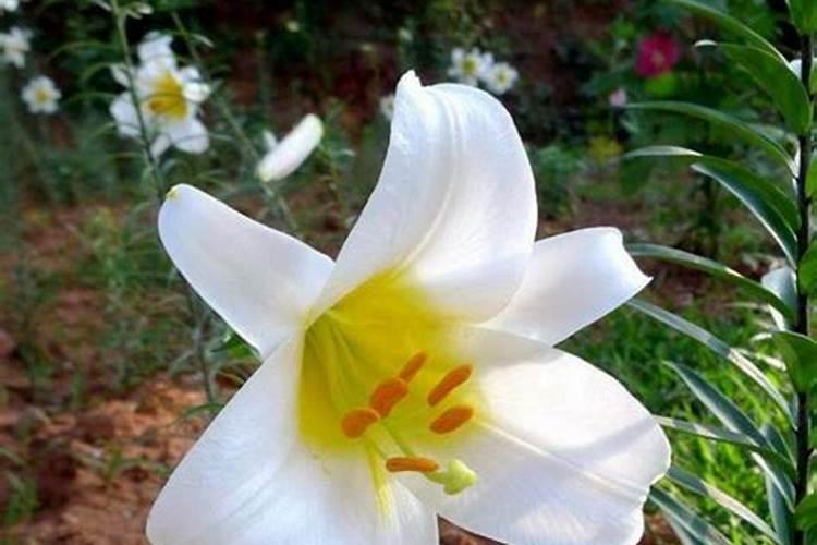 百合花在什么时间开放
