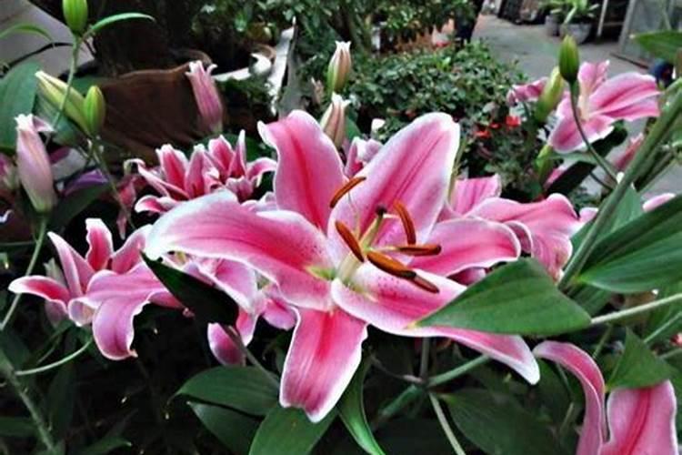 怎样根据花生需肥特点进行施肥