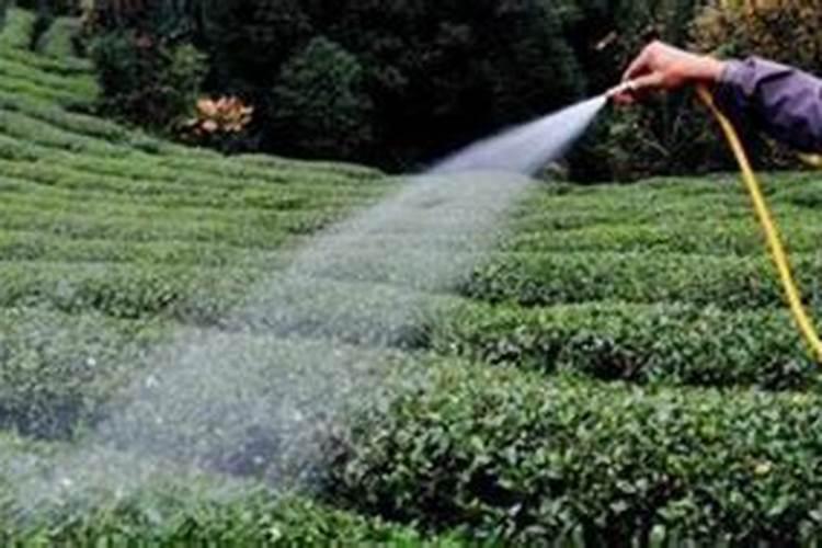 让果实膨大用什么肥料好