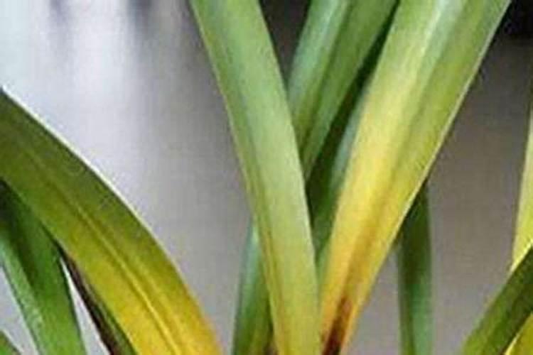 玉米几叶时可以用芸苔素