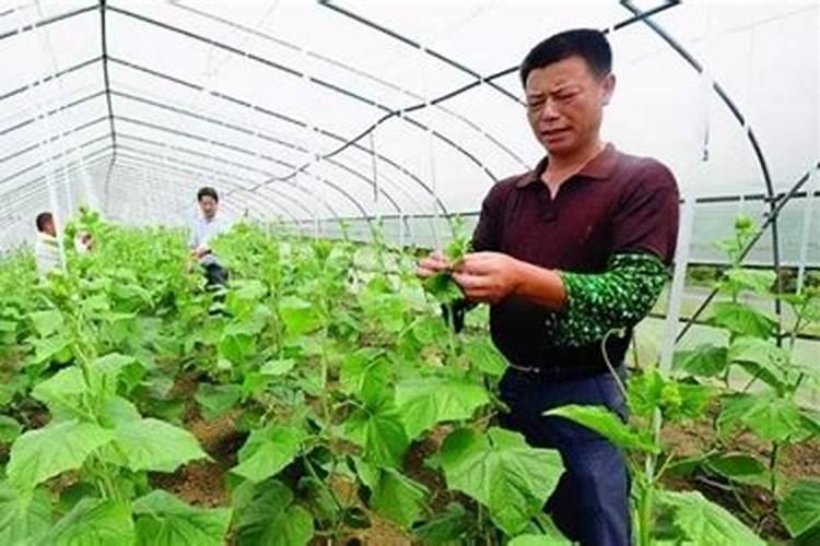 大豆施用氮肥的原因