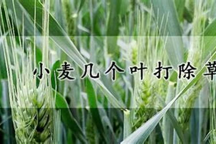小麦叶面肥喷施要点 小麦怎么施肥