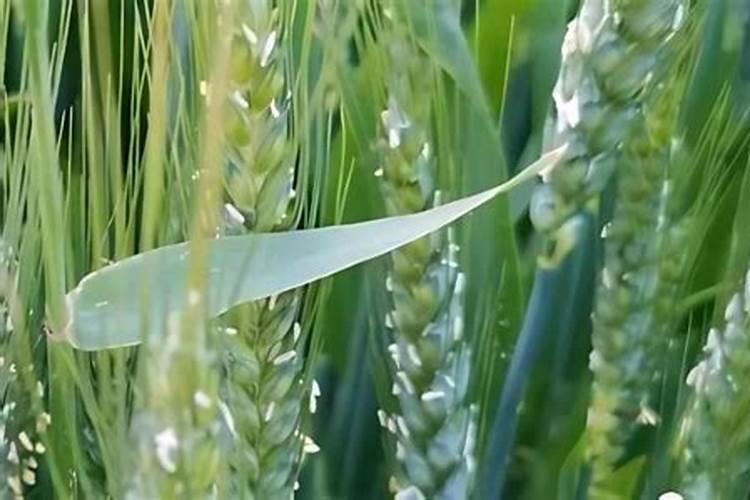 小麦除草剂能和叶面肥混合打吗 什么时候打合适