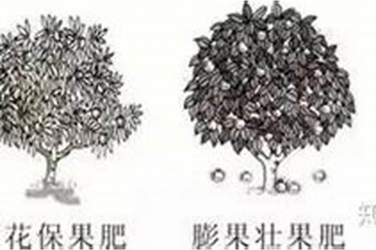 苹果树施肥最佳时间和方法及配方