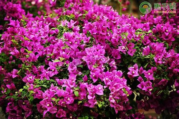 三角梅开花前应施什么肥料