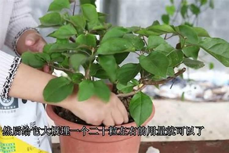 想要使三角梅生根快,需要怎么做呢？