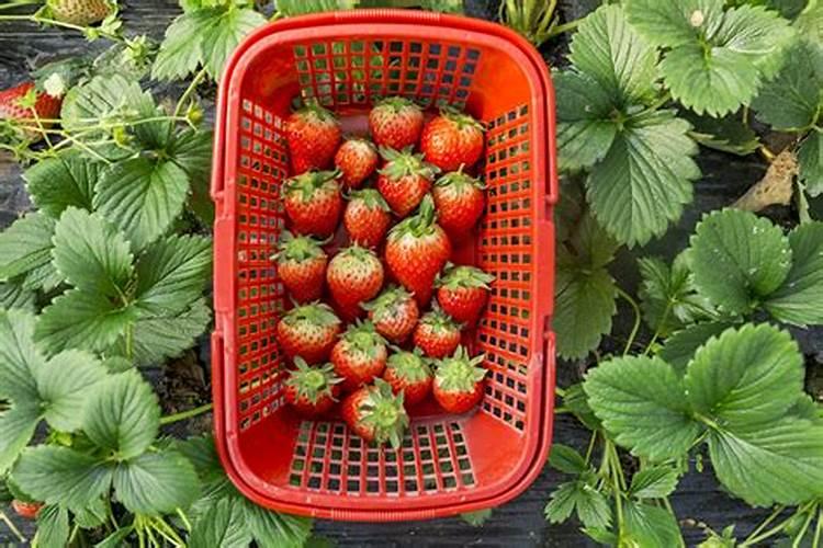 菠菜可以和白菜不能和什么一起吃吗