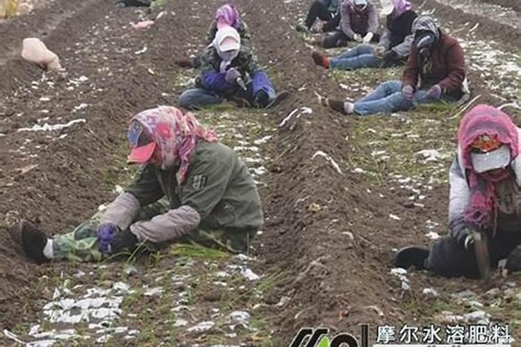滴灌施肥对肥料的要求有哪些