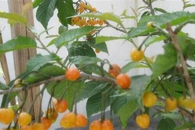 淘米水发酵时间多长啊？磷跟钾肥的价钱又多少啊!可以说一下肥料名称吗...