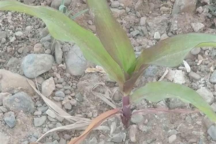 芸豆开花后冲什么肥料