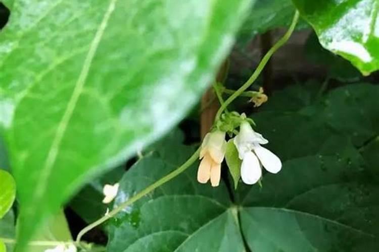 芸豆开花后冲什么肥料